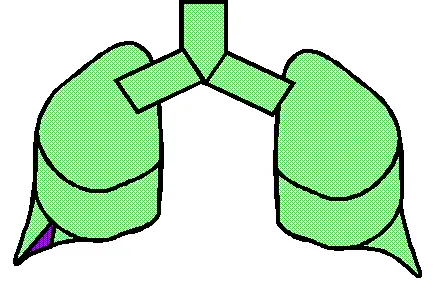 Human Lung 1/12 used