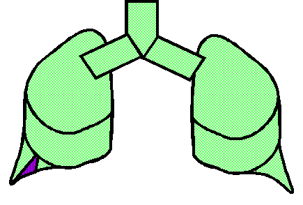 Human Lung 1/12 used