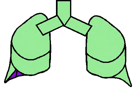 Human Lung 1/6 used