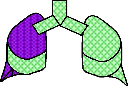 Reptile Lung 3/4 Used before the Flood