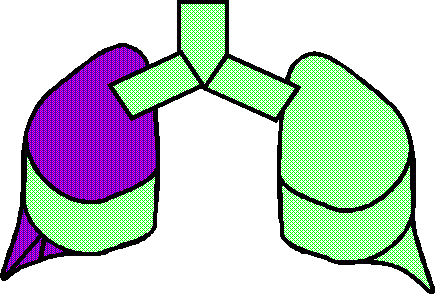 Reptile Lung 3/4 Used before the Flood