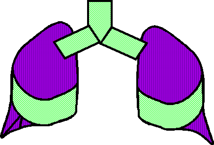 Reptile Lung 1 1/2 Used after the Flood