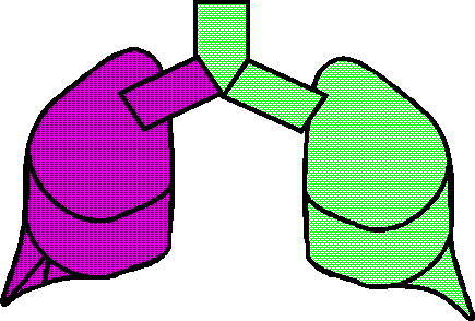 Dinosaur Lung one full lung Used before the Flood