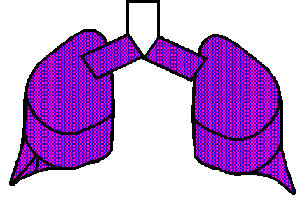 Dinosaur Lung two full lungs Used after the Flood